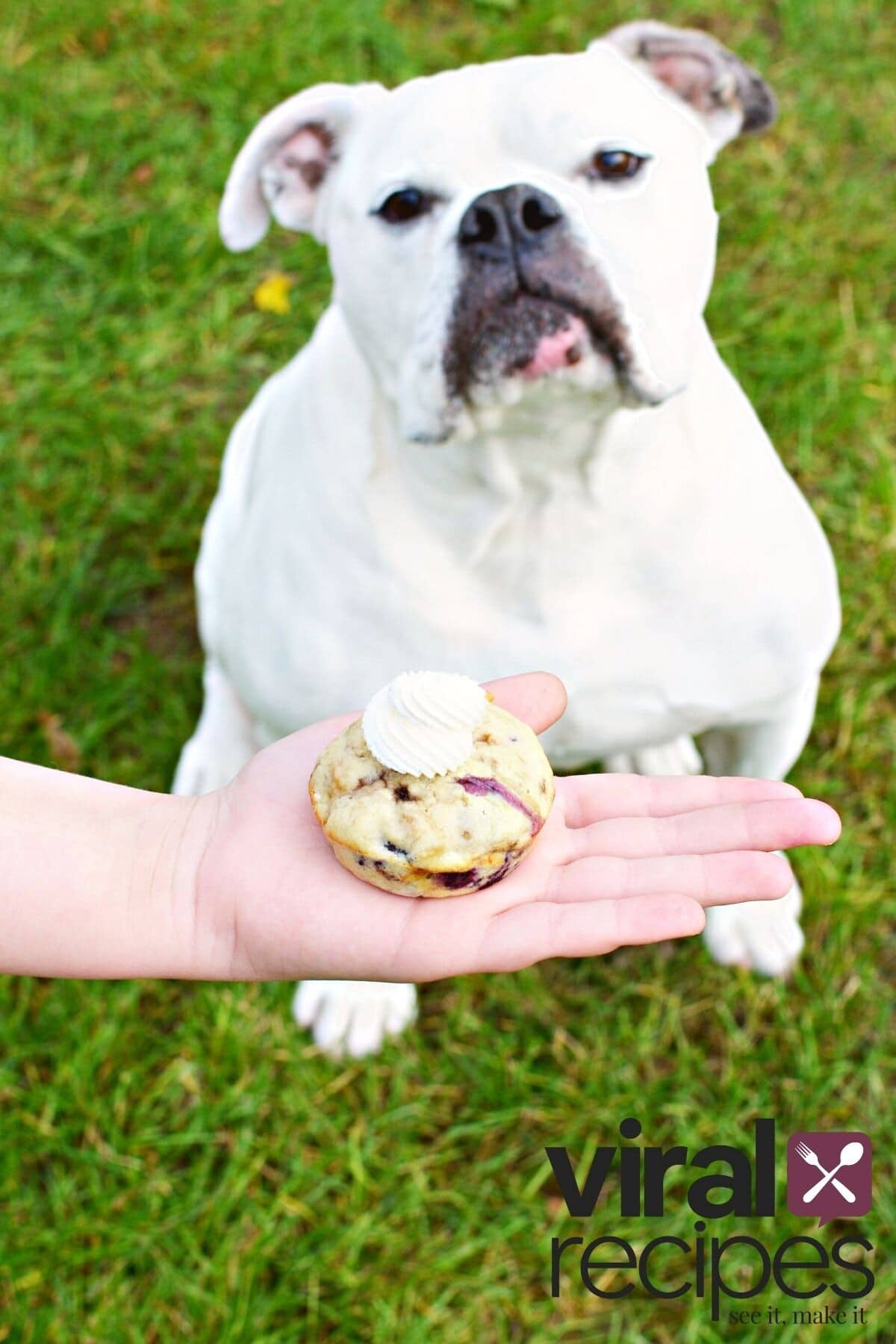 blueberry banana muffins.