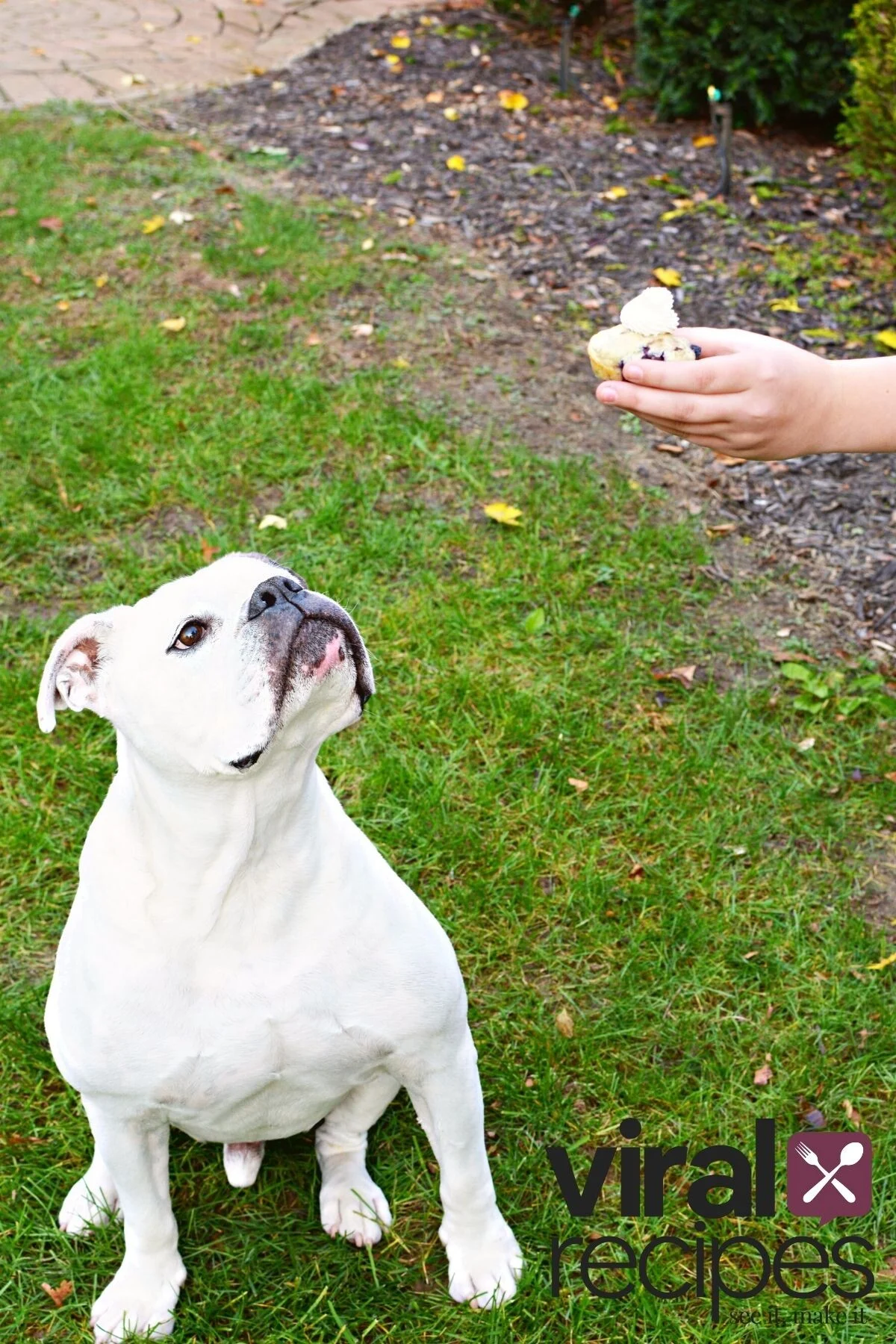 how to make safe homemade dog treats.