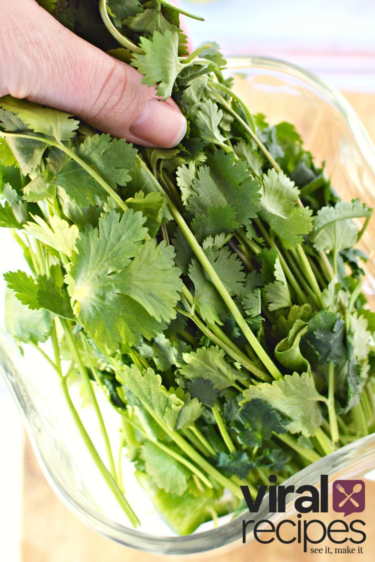 fresh cilantro leaves.