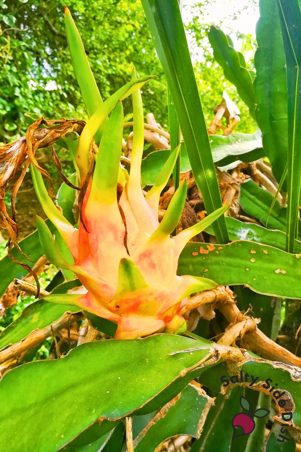 dragon fruit growing outside.