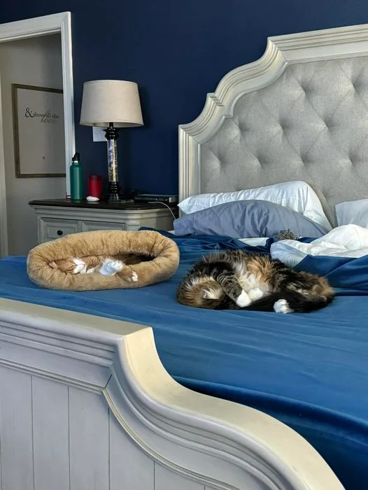 cats laying on the bed